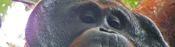 Where orangutans learn to be apes again