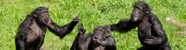 Chimpanzees’ personalities and their role in social relationships