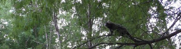 Communication between common marmosets